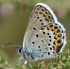 Plebejus