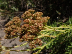 Crassula multiflora