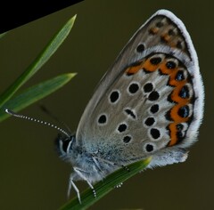 Plebejus