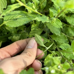 Bothriospermum zeylanicum