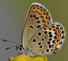 Plebejus