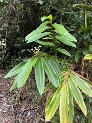 Alpinia arctiflora
