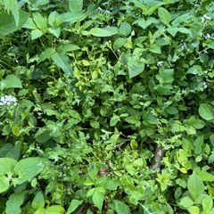 Bothriospermum zeylanicum