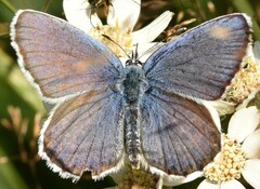 Plebejus