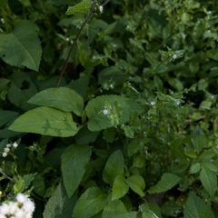 Bothriospermum zeylanicum