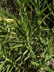 Crassula multiflora