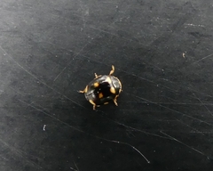 Brachiacantha ursina