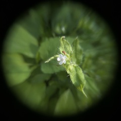 Bothriospermum zeylanicum