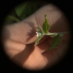 Bothriospermum zeylanicum