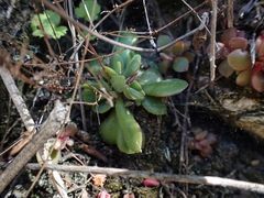 Crassula pubescens