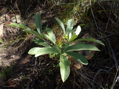 Cussonia paniculata paniculata