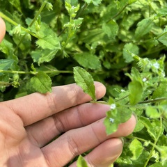 Bothriospermum zeylanicum