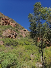 Maytenus acuminata acuminata
