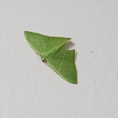 Urolitha bipunctifera