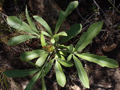 Cussonia paniculata paniculata