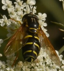 Chrysotoxum festivum