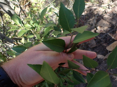 Maytenus acuminata acuminata