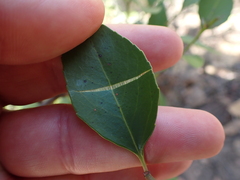 Maytenus acuminata acuminata