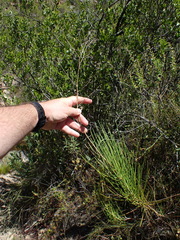 Anginon difforme