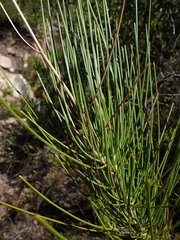 Anginon difforme