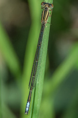 Pseudagrion