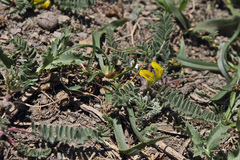Astragalus pinetorum pinetorum