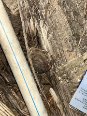 Camaena cicatricosa