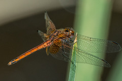 Trithemis pluvialis