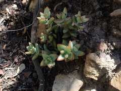 Crassula rupestris rupestris