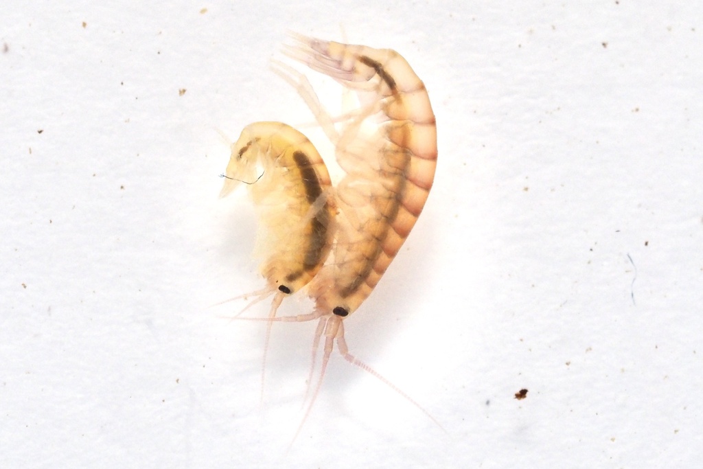 Awacaris