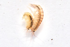Pontogeneiidae