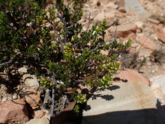 Polygonum undulatum