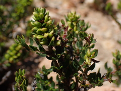 Polygonum undulatum