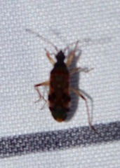 Ozophora picturata
