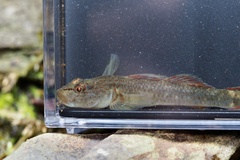 Rhinogobius flumineus