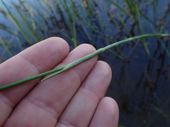 Juncus oxycarpus