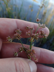 Juncus oxycarpus
