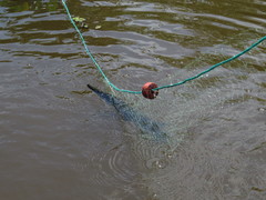 Atractosteus tropicus