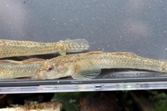 Rhinogobius flumineus