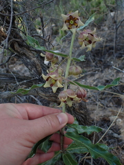 Pachycarpus dealbatus