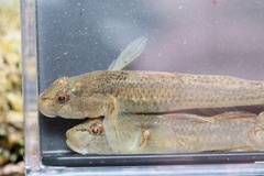 Rhinogobius flumineus