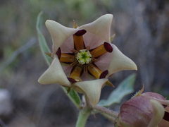 Pachycarpus dealbatus