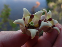 Pachycarpus dealbatus