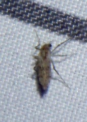 Chaoborus punctipennis