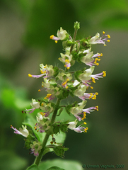 Ocimum tenuiflorum