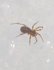 Stemonyphantes lineatus