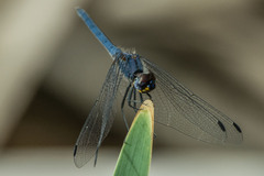Trithemis