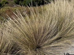 Austrostipa stipoides