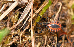 Rhynocoris iracundus