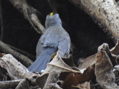 Basileuterus lachrymosus